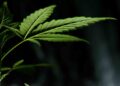Congelan mariguana recreativa