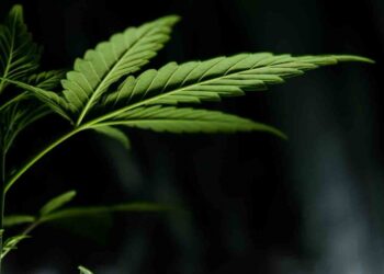 Congelan mariguana recreativa