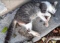 Reaparece el asesino de Gatos en el Campestre