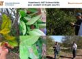 Experimenta UAT con insecticida contra el dragón amarillo