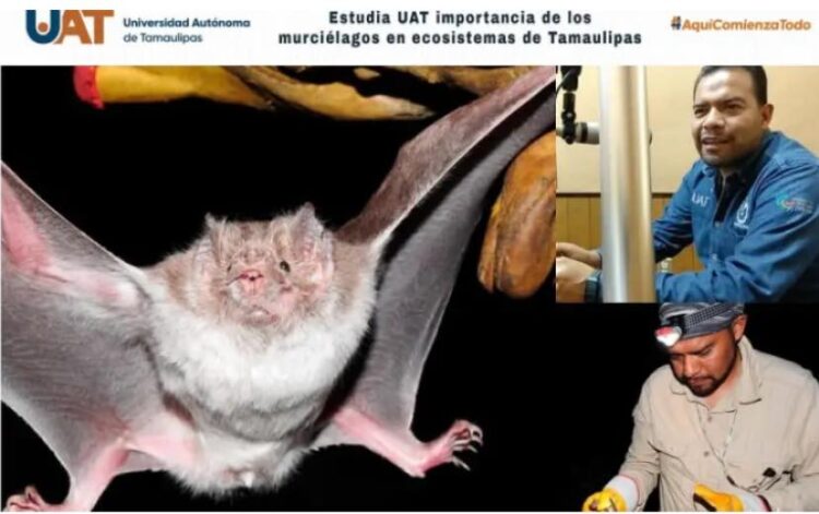 Estudia la UAT importancia de murciélagos en ecosistemas