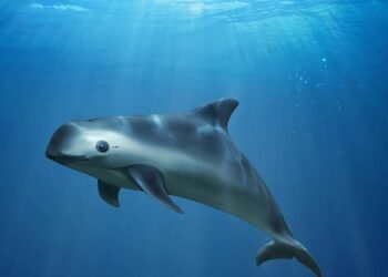 Biden pospone sanciones comerciales contra México por protección de la vaquita marina