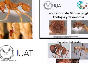 Hallan Nuevas Especies de Hormigas Cruciales