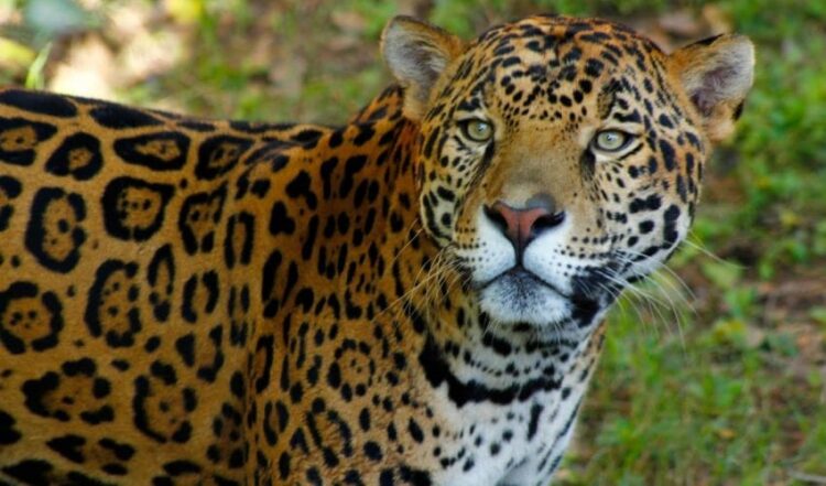 Comisión de Parques y Biodiversidad de Tamaulipas fortalece programa de conservación de especies