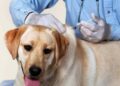 Operación salvamascotas: Más de 20,000 vacunas antirrábicas ya aplicadas