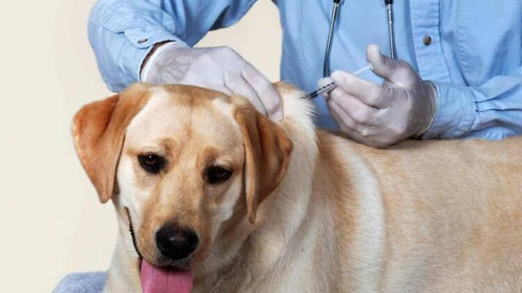 Operación salvamascotas: Más de 20,000 vacunas antirrábicas ya aplicadas
