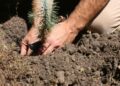 Tamaulipas se viste de verde SEDUMA siembra 800 pinos y ofrece empleos en Jaumave