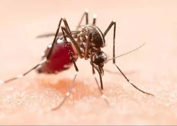 Alerta en Tamaulipas: Dengue alcanza niveles de epidemia en Soto La Marina y Madero