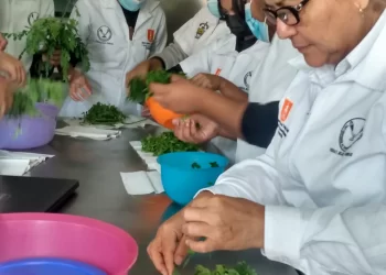 Estudia la UAT el aprovechamiento integral de la moringa