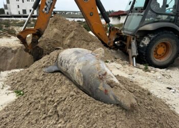 Encuentran delfín muerto cerca de escolleras; PROFEPA inicia protocolo de manejo ambiental