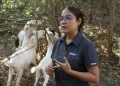 Analiza UAT innovaciones de mejoramiento para la producción caprina