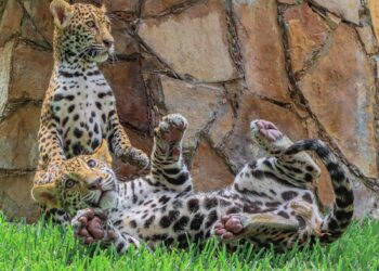Canalizará Comisión de Parques cachorros de jaguar donados a la Biósfera El Cielo
