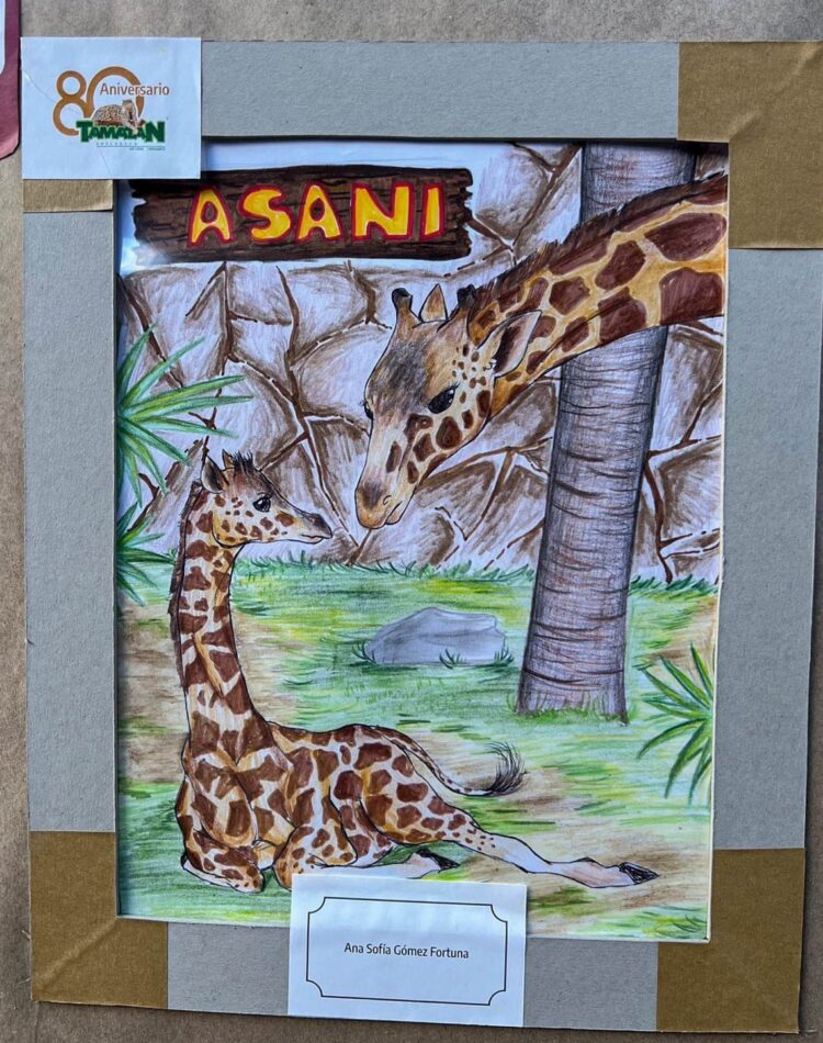 “Asani”, nombre ganador para el bebé jirafa del Zoológico Tamatán