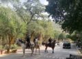 Vigila Guardia Estatal montada sitios rurales y de naturaleza