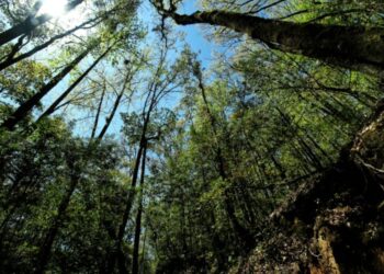 Reafirman compromiso por la biodiversidad en “El Cielo”